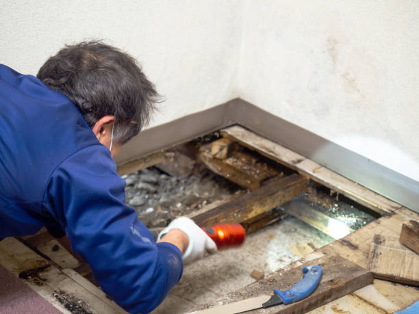 Best Best Mold Removal Companies  in Des C, AR
