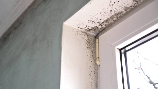Best Same-Day Mold Removal  in Des C, AR