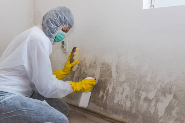 Best Mold Testing  in Des C, AR