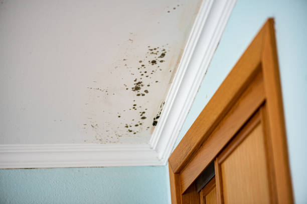 Best Emergency Mold Removal  in Des C, AR