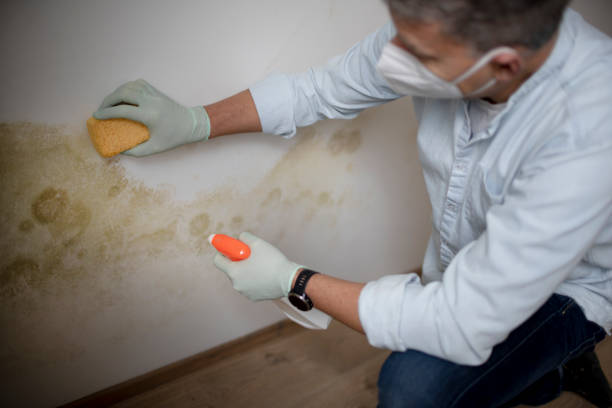 Best Fast Mold Removal  in Des C, AR