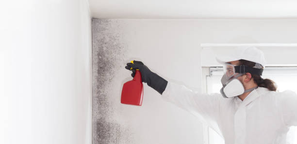 Best Mold Cleaning Services  in Des C, AR