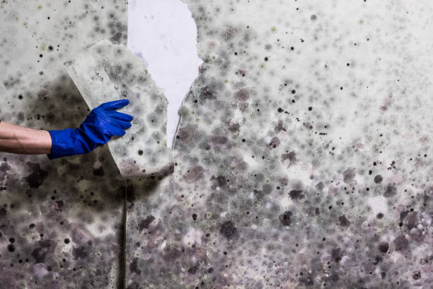 Best Local Mold Removal Service  in Des C, AR